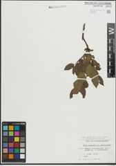 Foto von Salix lapponum L. x Salix phylicifolia L.